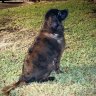 Bailey#1